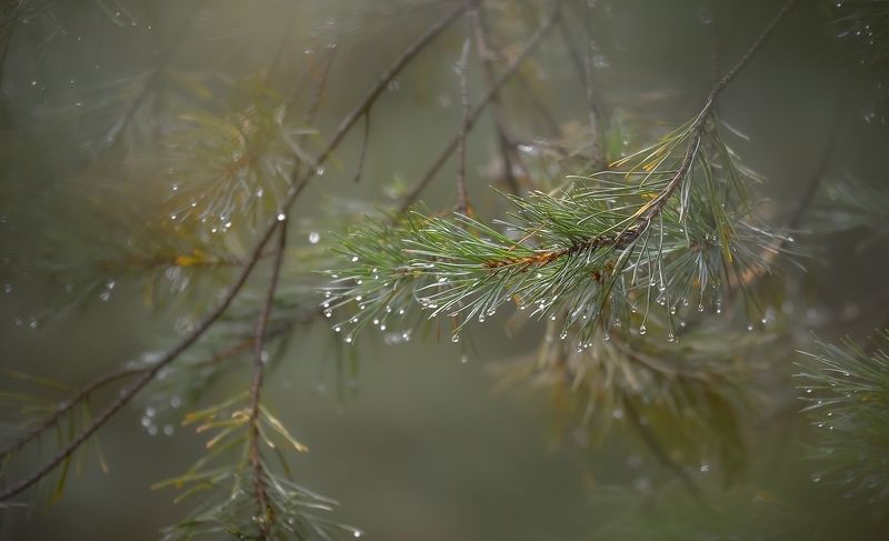 осень, дождь, ветви. сосны, капли, настроение, Октябрьphoto preview