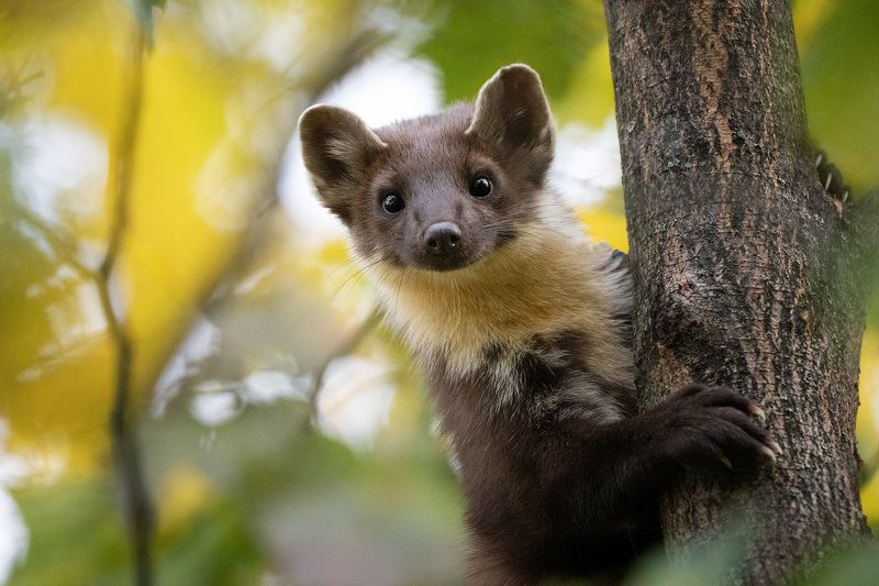 Лесная куницаphoto preview
