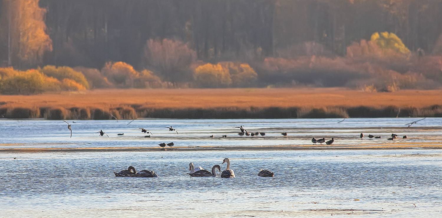 Осенний пруд. Автор: Широких Александр пруд, птицы, лебеди, утки, осень, Широких Александр