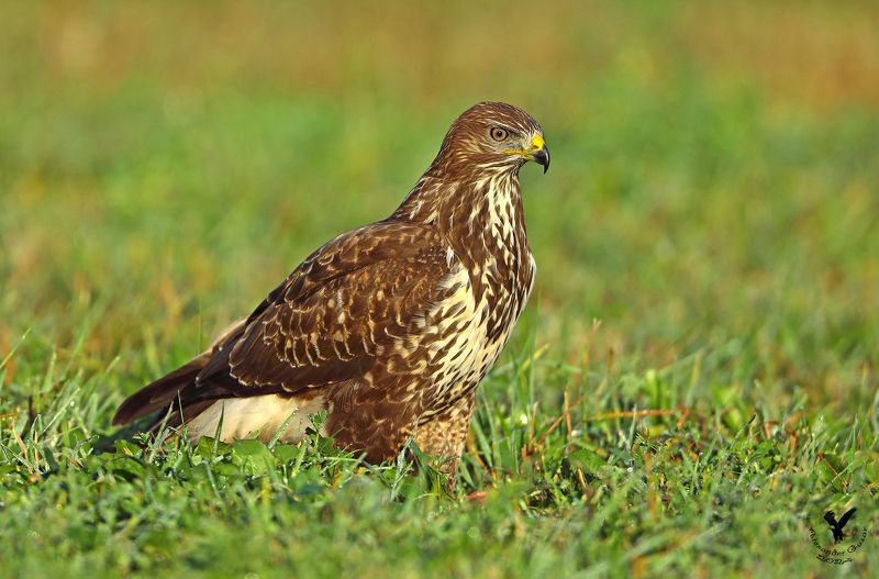 канюк Ранним утром.photo preview