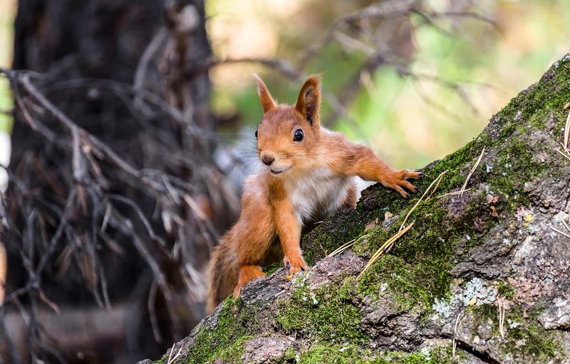 белка, лес, Рыжая шкода.photo preview