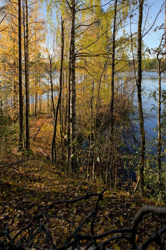 осень октябрь ббк жёлтые_листья листопад солнечно вода отражение небо голубой Золотая осень на Беломорканалеphoto preview
