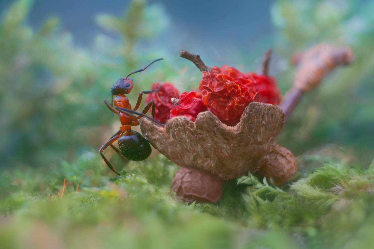 Ой, полна, полна коробушка.... Автор: Алёна Сурнина осень, природа, муравей, ягоды рябины, Алёна Сурнина