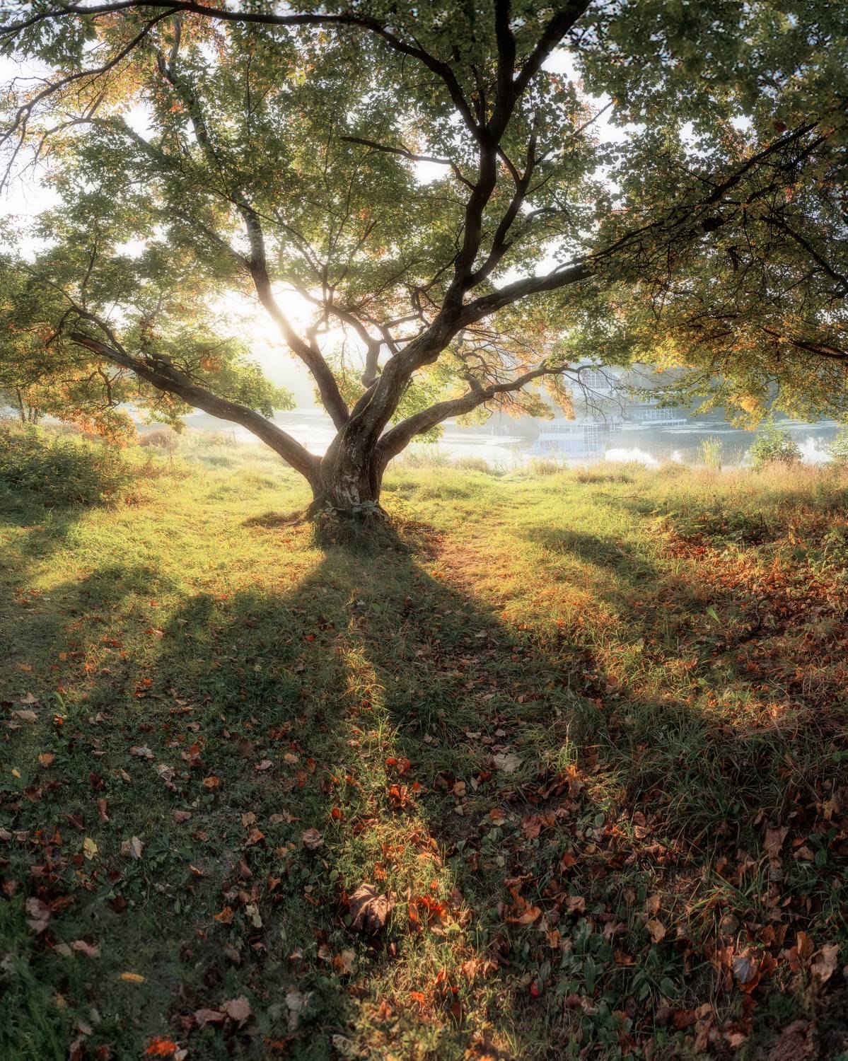 природа, рассвет, дерево, листва, осенняя листва, пейзаж, Московская область, осеннее настроение, Мартыненко Дмитрий