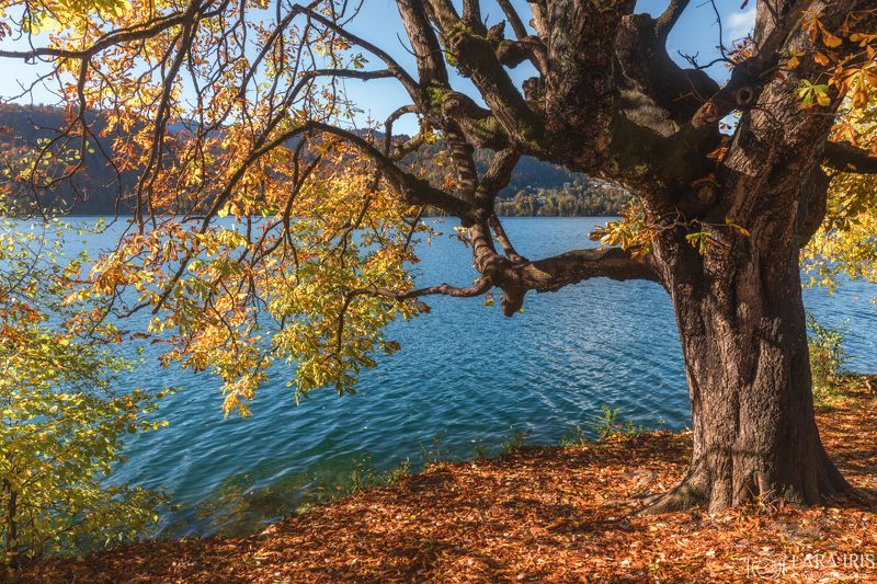 Сияние осениphoto preview