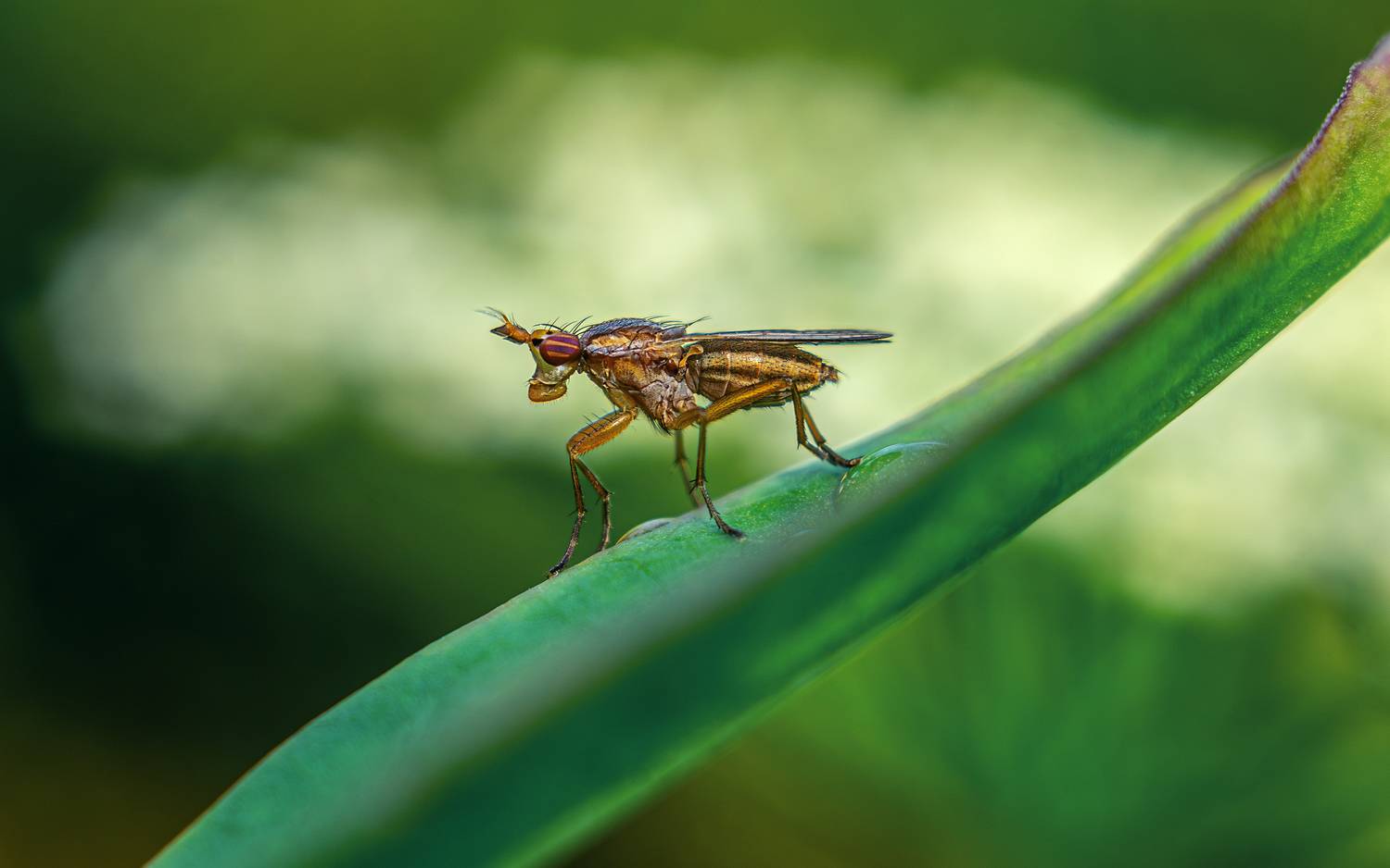 Автор: Andrey Rut , Andrey Rut