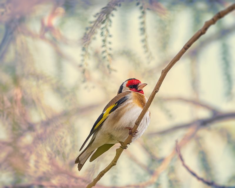 Щегол черноголовыйphoto preview