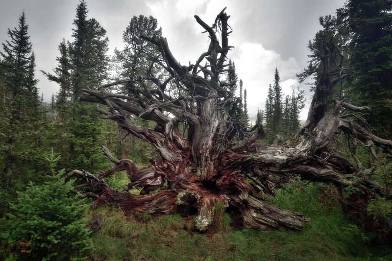 Чудище лесноеphoto preview