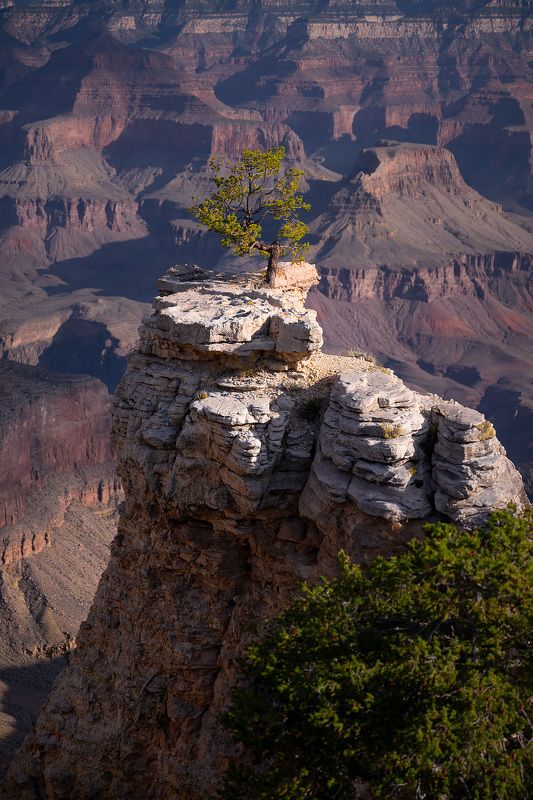 grand canyon, Arizona, tree, rocks,  The King of the Rockphoto preview