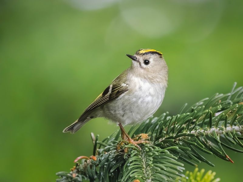 королёк, птицы, природа, животные, птицы россии, regulus regulus, regulus Желтоголовый королёк фото превью