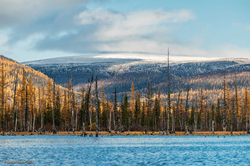 курейка, курейское водохранилище, плато путорана, предзимье, осень, зима, лиственницы, таймыр, заполярье, владимир коваль Зима, проба пера…photo preview