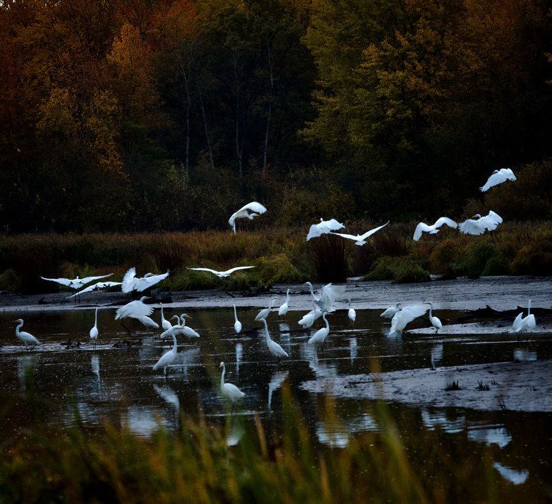 Октябрь.photo preview