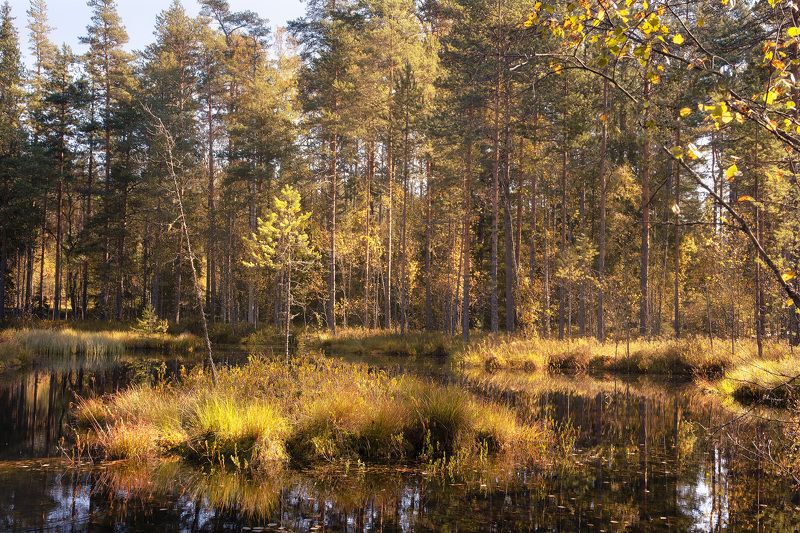 осень, карелия, болото Солнечная Карелияphoto preview