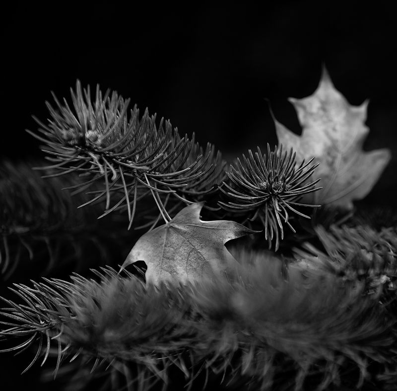 Осень в монохроме. Октябрьphoto preview