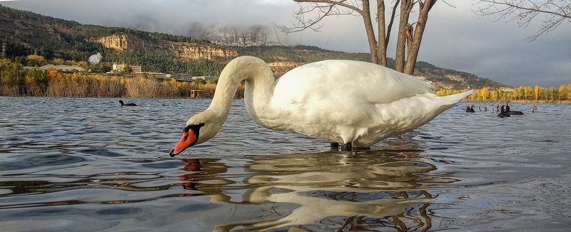 лебедь-шипун, кисловодск, осень, озеро Лебедь-шипунphoto preview