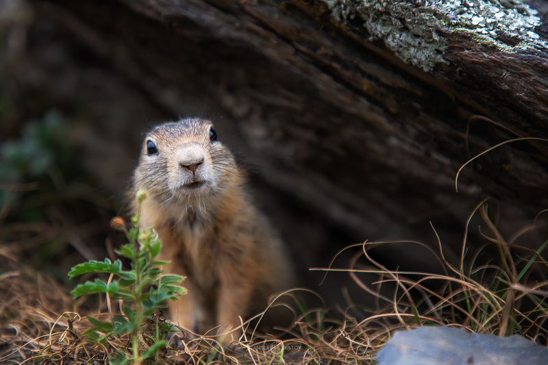 Кто здесь?photo preview