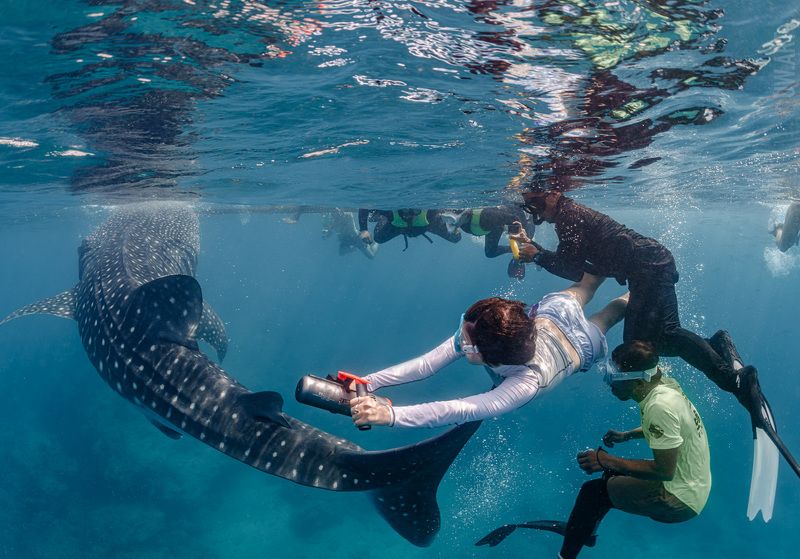 Китовые с Бохолаphoto preview