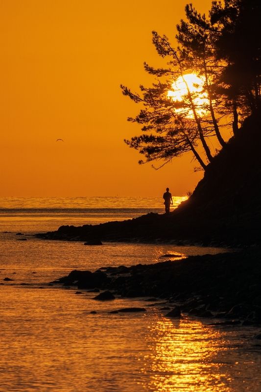 По пути к горизонту расплавленное солнце запуталось в сосновых ветвях.photo preview