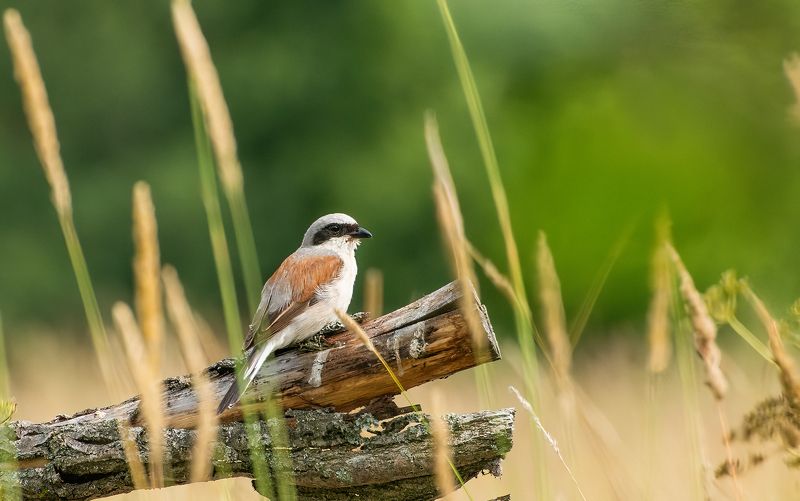 Жульен :)photo preview