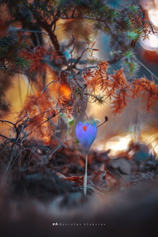 forest,nature,light,dark,flower,orange,sunlight,exterior,autumn, Orangephoto preview