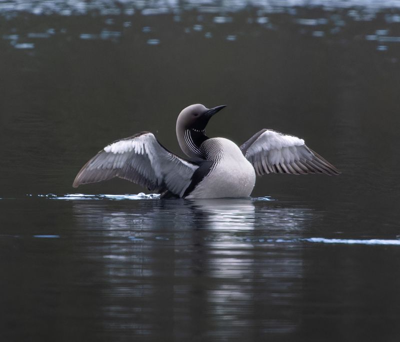 гагара озеро птица водоплавающий я - самый!photo preview