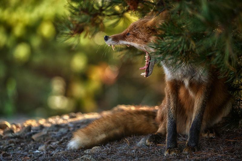 Лиса photo preview