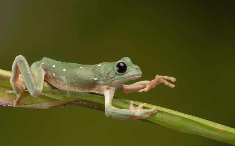 mexican leaf frog, nature, reptiles and amphibians, close up, canon Mexican Leaf Frogphoto preview