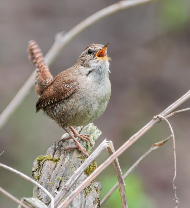 птицы, крапивник Солоphoto preview