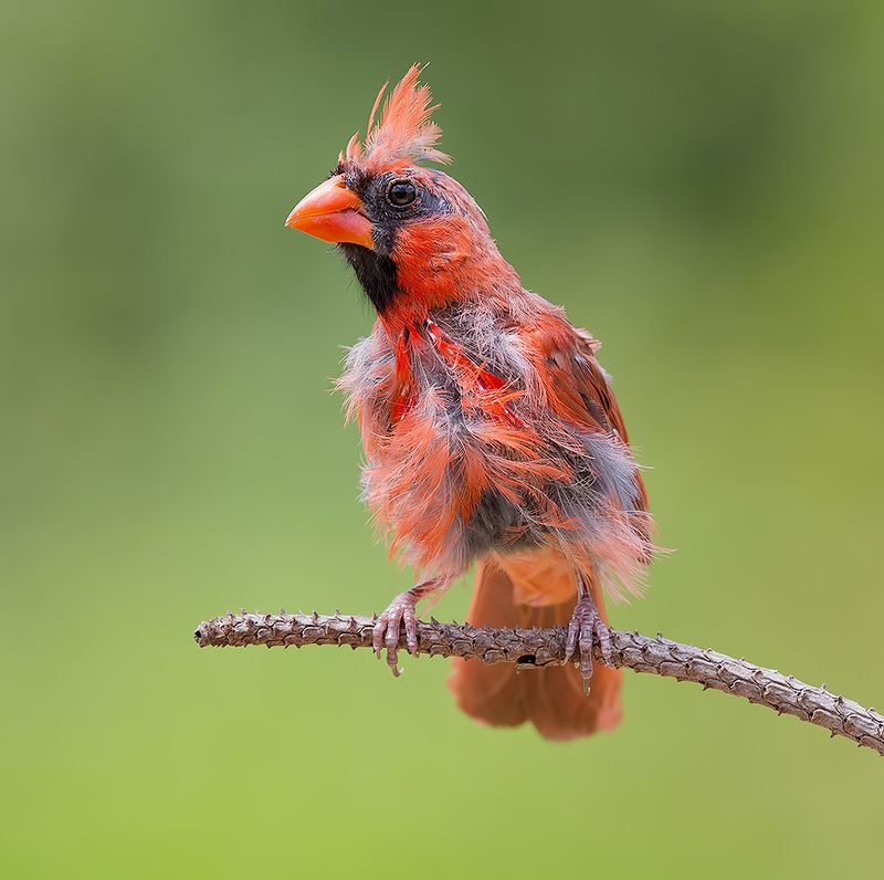 красный кардинал, northern cardinal, cardinal,кардинал Northern Cardinal, male - Красный кардинал, самецphoto preview