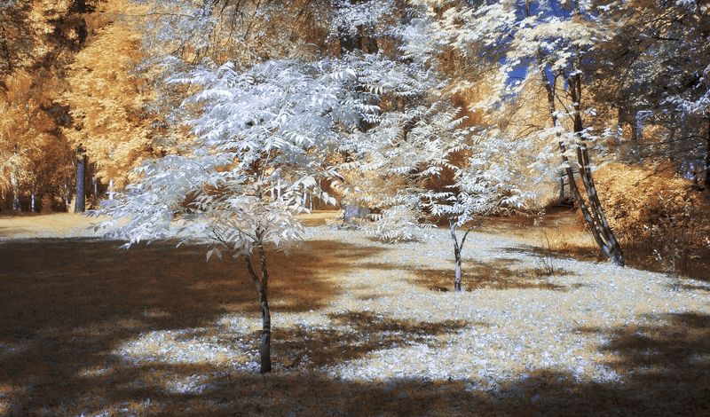 инфракрасная фотография, осень, парк, деревья Молодые ясени. фото превью