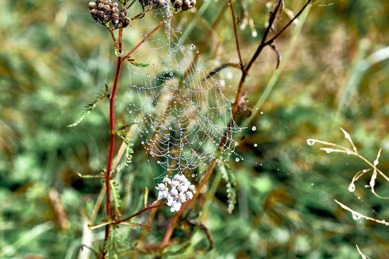 осень, утро, туман, паутина  Бисер на паутинке photo preview