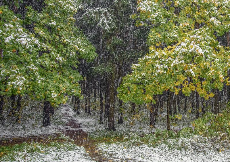 Первый снегphoto preview