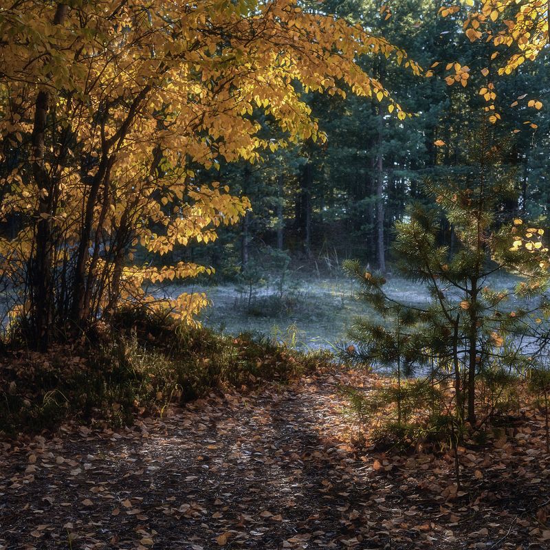 осень лес деревья кусты трава поляна листья Осень - цветная пораphoto preview