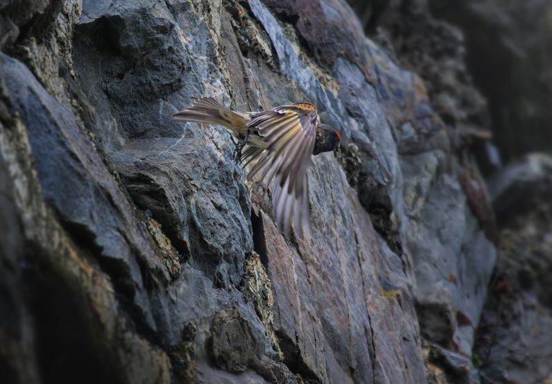 птица вьюрок взлет крыло старт скала уступ полет прыжок со скалы фото превью
