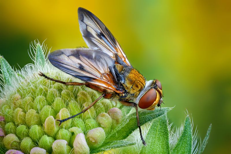 Фазия пёстраяphoto preview