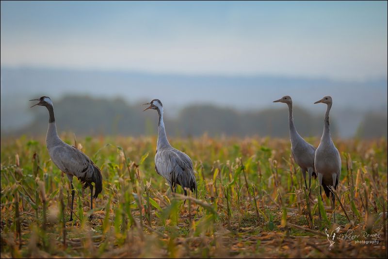 * * * фото превью