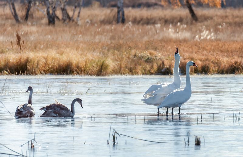 птицы, лебедь, шипун, слётки, осень, лёд, Семья шипунов (серия 6 фото)photo preview