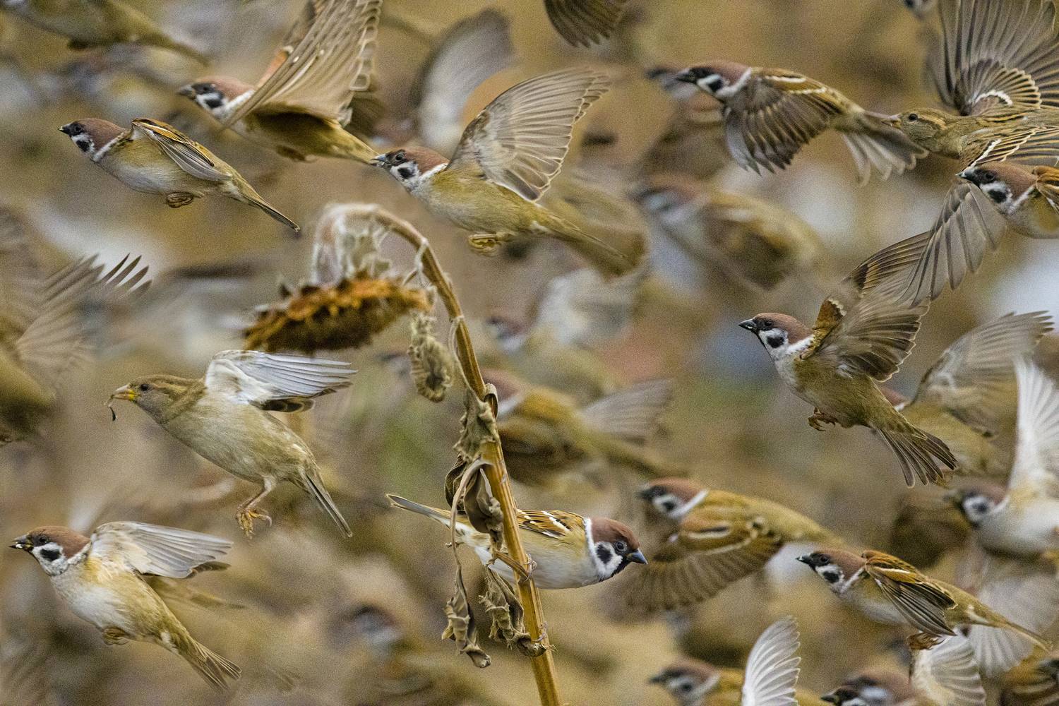 ***. Автор: Валерий Черняк природа, Валерий Черняк