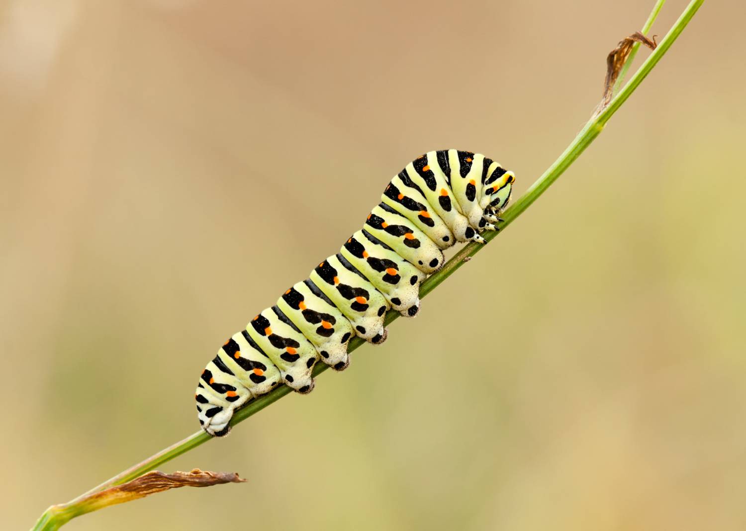 ***. Автор: Олег Тыркин макро гусеница насекомое, Олег Тыркин