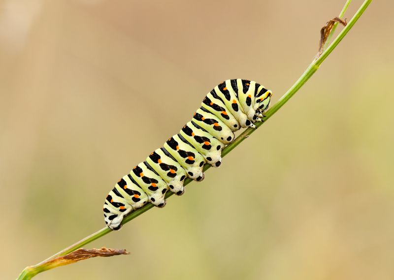 макро гусеница насекомое ***photo preview
