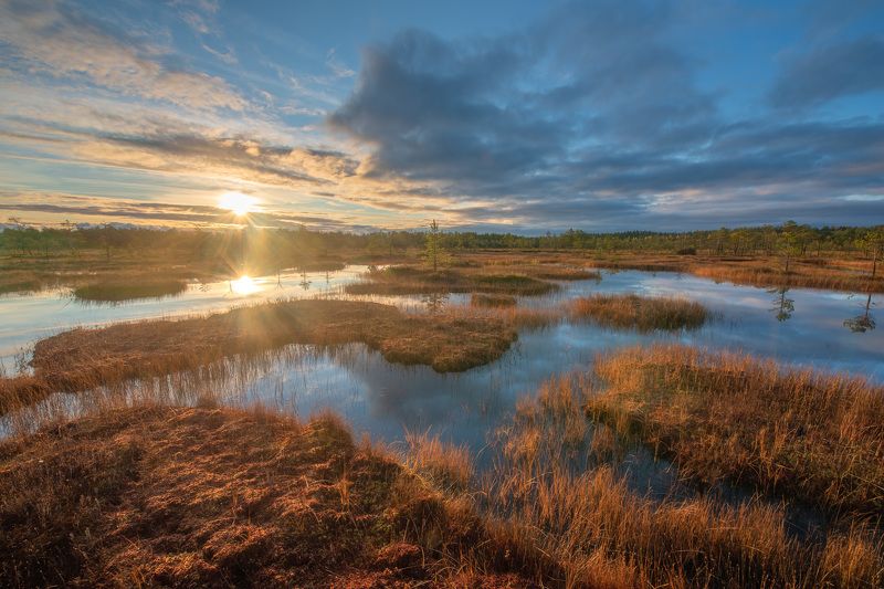 болото, ленинградская область Болота Ленинградской областиphoto preview