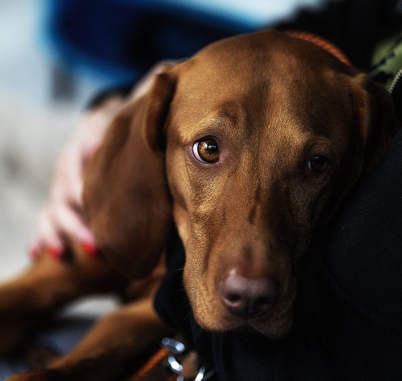 собака, глаза, взгляд Зачем Я здесь?photo preview