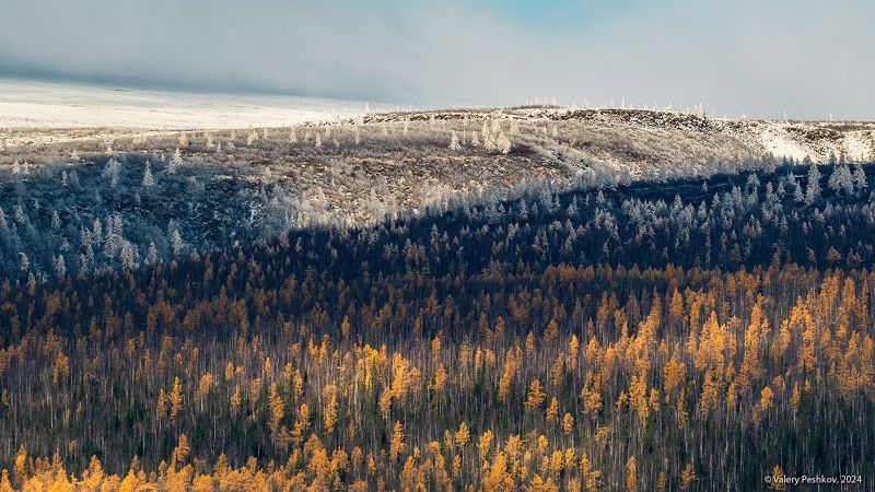 курейка, курейское водохранилище, плато путорана, предзимье, осень, зима, лиственницы, таймыр, заполярье, владимир коваль Pro золото и серебро заполярьяphoto preview