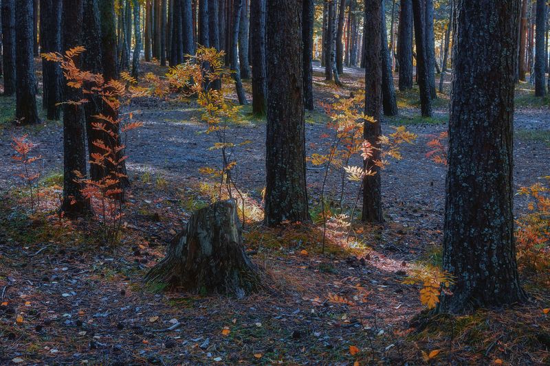 осень, лес, деревья, стволы, рябинки, листья, кусты, трава, зарисовка Краснеют тонкие рябинкиphoto preview