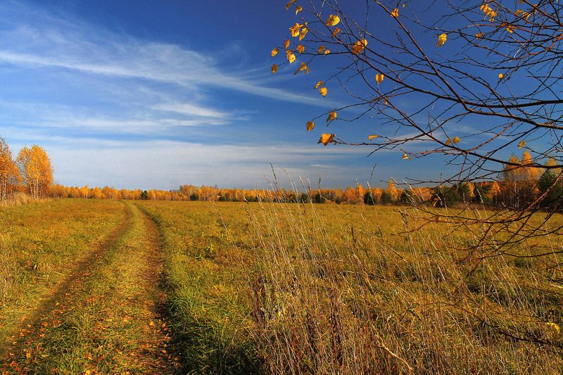 осень, октябрь, сибирь, россия  фото превью