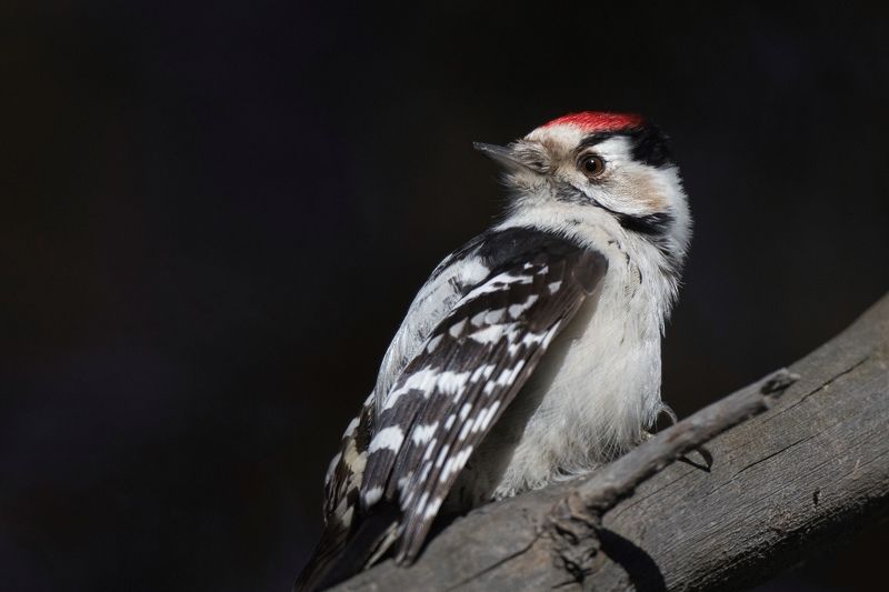 Малый пестрый дятелphoto preview