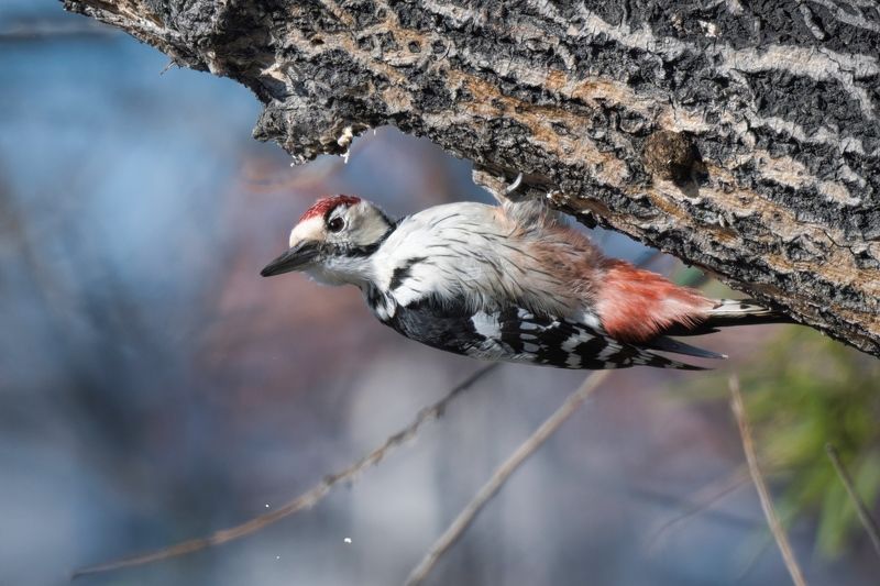 Белоспинный дятелphoto preview