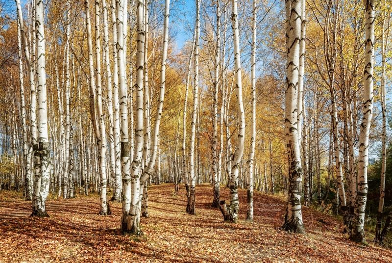 золотая роща, пейзаж, осень, березы Золотая рощаphoto preview