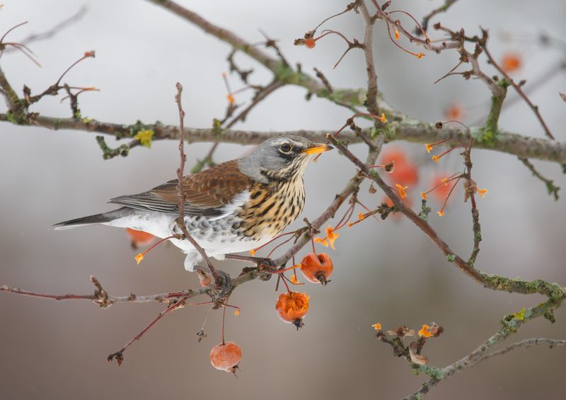 птицы, дрозд Перекусphoto preview