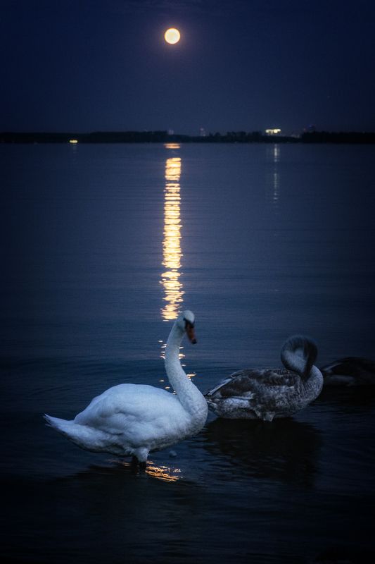ночь, луна, лебеди Мистерия полнолунияphoto preview